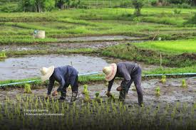 La crisis arrocera: El campo colombiano en riesgo por la indiferencia del Gobierno