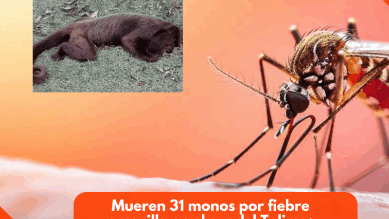 Mueren 31 monos por fiebre amarilla en el sur del Tolima: autoridades piden ayuda urgente