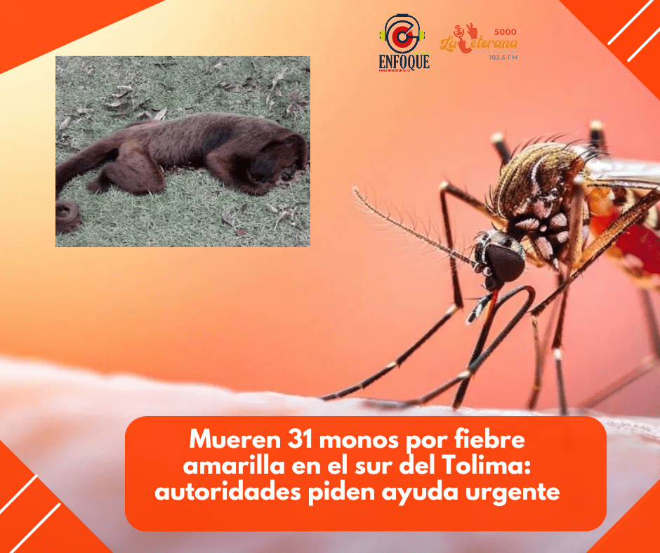 Mueren 31 monos por fiebre amarilla en el sur del Tolima: autoridades piden ayuda urgente