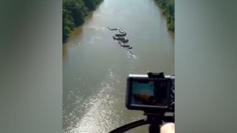 Supuestamente graban anaconda gigante en el Amazonas, pero los videos son falsos y generados con inteligencia artificial