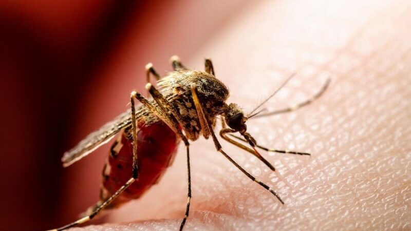 Hospital Alfonso Jaramillo Salazar intensifica vacunación contra la fiebre amarilla en El Líbano, Tolima