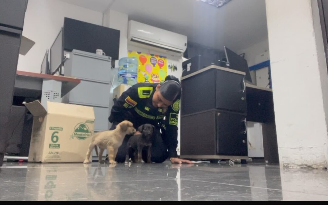 Policía Nacional rescató dos cachorros en estado de abandono y logró su adopción en Fresno