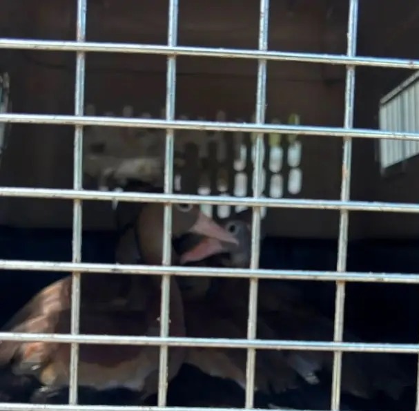 Rescatan 19 animales silvestres que permanecían en cautiverio en Ambalema